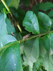 Rhaphigaster nebulosa