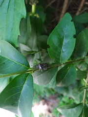 Rhaphigaster nebulosa