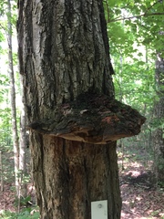 Phellinus everhartii