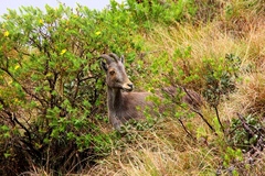 Nilgiritragus hylocrius