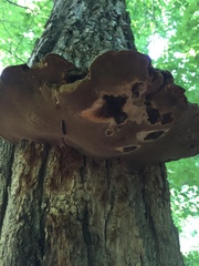 Phellinus everhartii