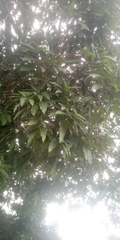 Magnoliopsida