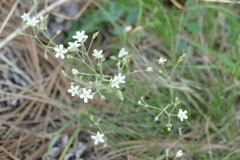 Arenaria lanuginosa