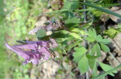 Corydalis solida