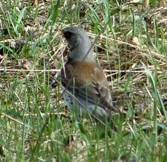 Turdus pilaris