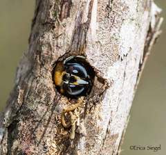 Xylocopa bombylans