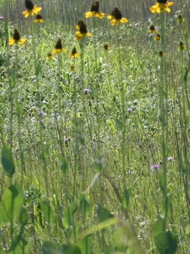 Rudbeckia maxima