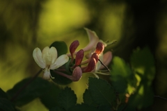 Lonicera caprifolium