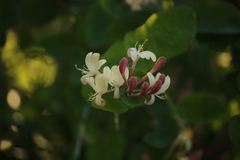 Lonicera caprifolium