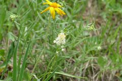 Toxicoscordion venenosum