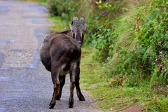 Nilgiritragus hylocrius