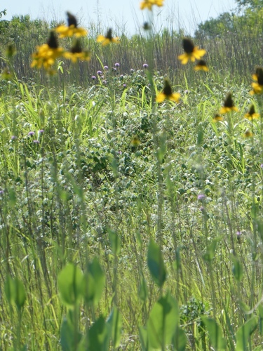 Rudbeckia maxima