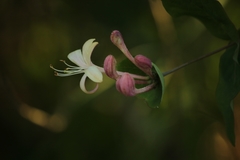 Lonicera caprifolium