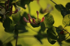 Lonicera caprifolium