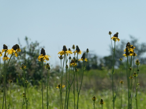 Rudbeckia maxima