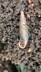 Macrogastra ventricosa