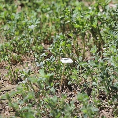 Pontia sisymbrii