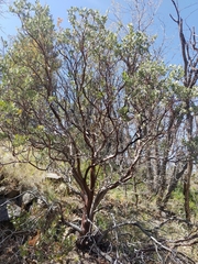 Arctostaphylos pungens