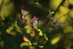 Lonicera caprifolium