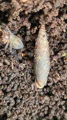 Macrogastra ventricosa