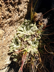 Nototriche flabellata