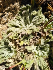 Nototriche flabellata