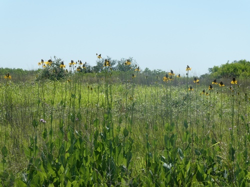 Rudbeckia maxima