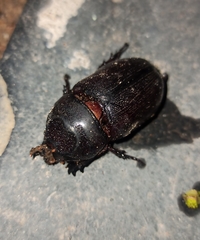 Oryctes rhinoceros