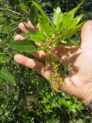 Quercus parvula