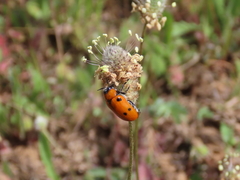 Tituboea sexmaculata