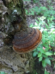 Phellinus everhartii