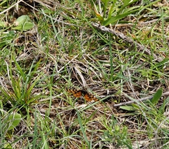 Eurranthis plummistaria