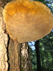 Phellinus everhartii