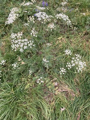 Anthriscus sylvestris