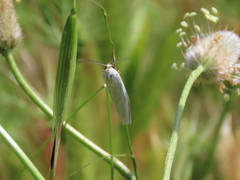 Coscinia chrysocephala