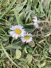 Anthriscus sylvestris