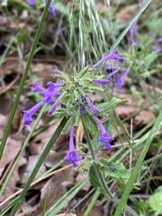 Hedeoma costata