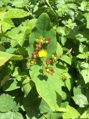 Hypericum grandifolium