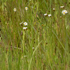 Plagiobothrys figuratus