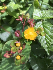 Hypericum grandifolium