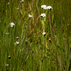 Plagiobothrys figuratus