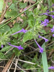 Hedeoma costata