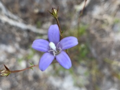 Prismatocarpus brevilobus