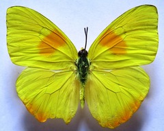 Phoebis philea philea