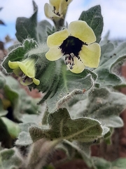 Hyoscyamus albus