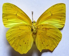 Phoebis philea philea