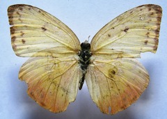 Phoebis philea philea