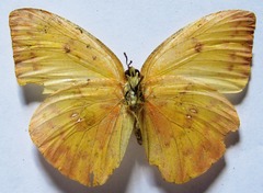 Phoebis philea philea