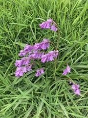 Hyacinthoides × massartiana