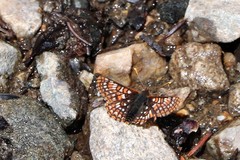 Euphydryas anicia brucei